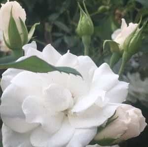 Meet your Posher, Farida